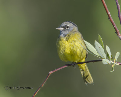 MacGillvrays Warbler