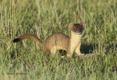 Long-tailed Weasel