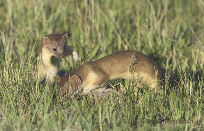 Long-tailed Weasels