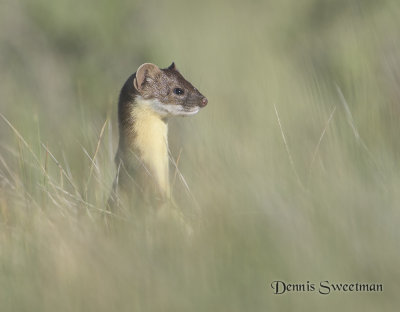 Long-tailed Weasels