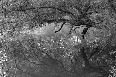Branch in water