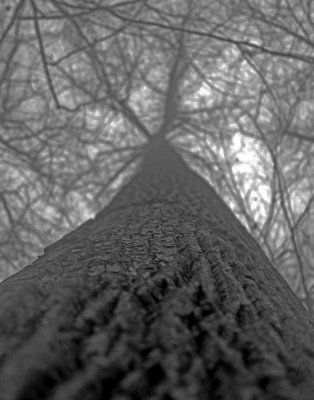 Looking straight up