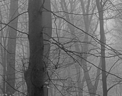 Woods in fog