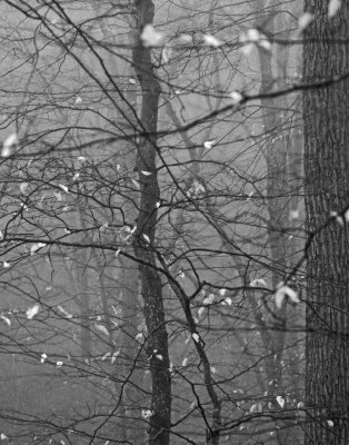 Woods