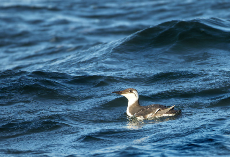 Auks and Guillemots - Alcidae (Alken en Zeekoeten)