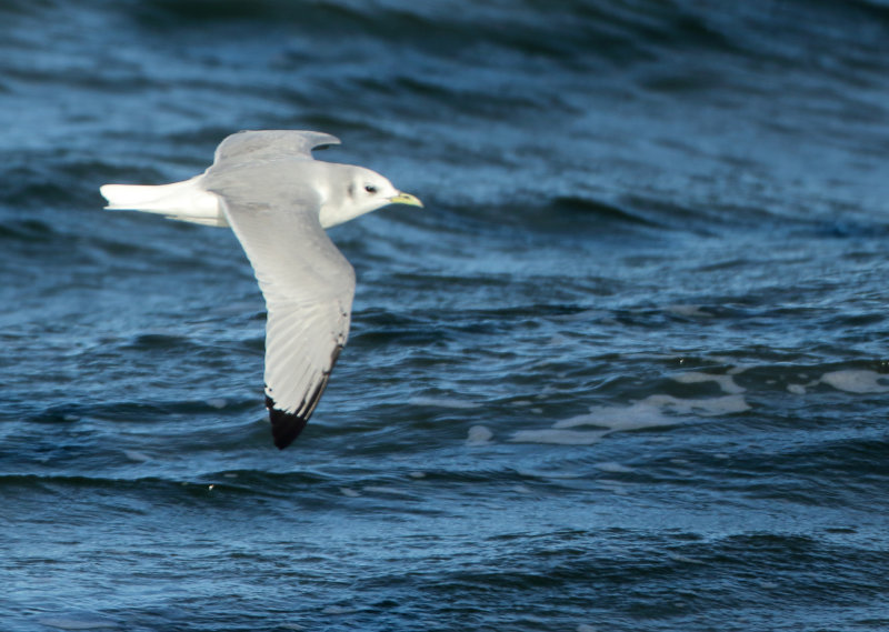 MAP: Black-legged Kittiwake - Rissa tridactyla (Drieteenmeeuw)