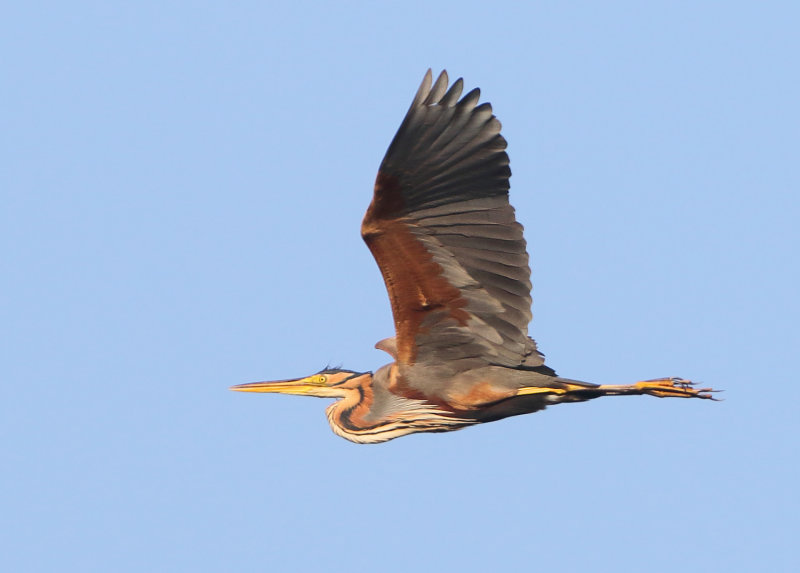 MAP: Purple Heron - Ardea purpurea (Purperreiger)