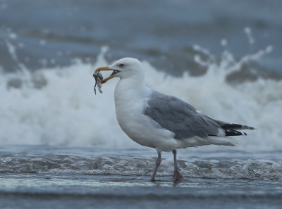Herring Gull - Larus argentatus (Zilvermeeuw)