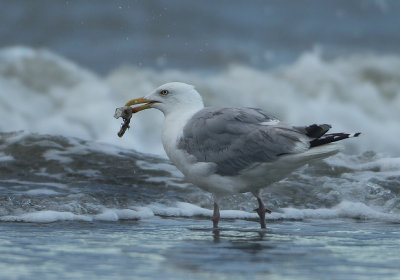 Herring Gull - Larus argentatus (Zilvermeeuw)