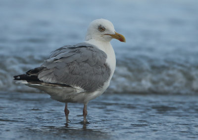 Herring Gull - Larus argentatus (Zilvermeeuw)