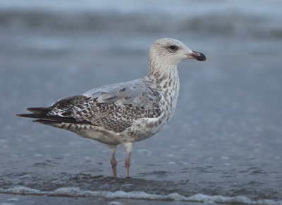 Herring Gull - Larus argentatus (Zilvermeeuw)