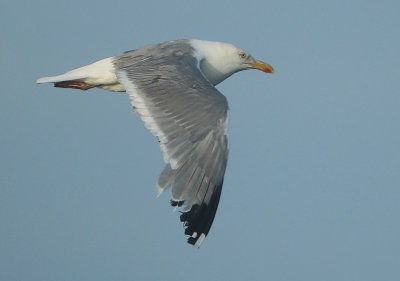 Herring Gull - Larus argentatus (Zilvermeeuw)