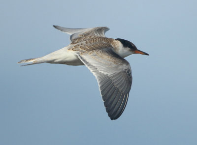 Common Tern - Sterna hirundo (Visdief)