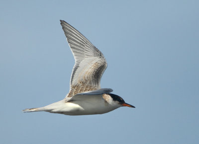 Common Tern - Sterna hirundo (Visdief)