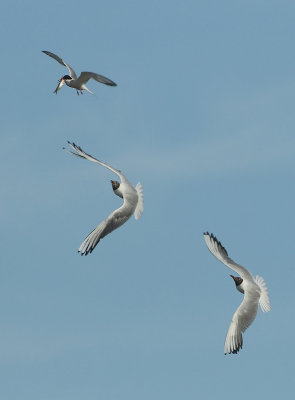 Common Tern - Sterna hirundo (Visdief)