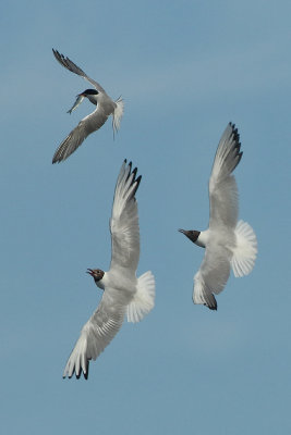 Common Tern - Sterna hirundo (Visdief)
