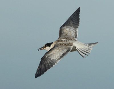 Common Tern - Sterna hirundo (Visdief)
