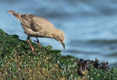 Common Starling - Sturnus vulgaris (Spreeuw)