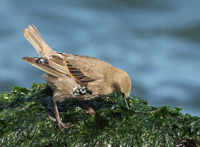 Common Starling - Sturnus vulgaris (Spreeuw)