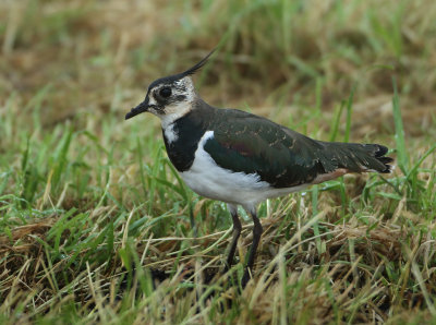 Northern Lapwing - Vanellus vanellus (Kievit)