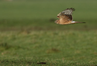 Hen Harrier - Circus cyaneus (Blauwe Kiekendief)