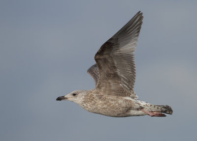 Herring Gull - Larus argentatus (Zilvermeeuw)