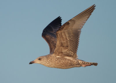 Herring Gull - Larus argentatus (Zilvermeeuw)