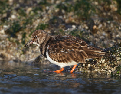 Ruddy Turnstone - Arenaria interpres (Steenloper)