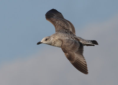 Herring Gull - Larus argentatus (Zilvermeeuw)