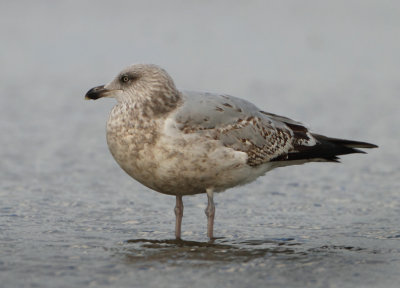 Herring Gull - Larus argentatus (Zilvermeeuw)