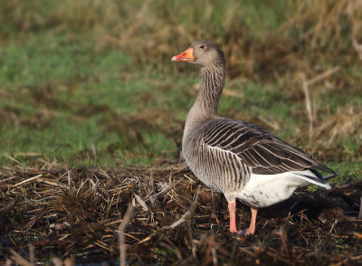 Greylag Goose - Anser anser (Grauwe Gans)