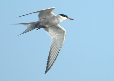 Common Tern - Sterna hirundo (Visdief)
