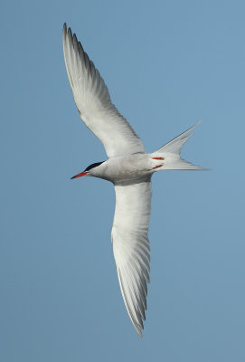 Common tern - Sterna hirundo Visdief)