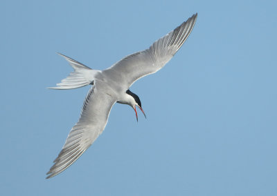 Common Tern - Sterna hirundo (Visdief)