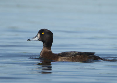 Tufted Duck - Aythya fuligula (Kuifeend)