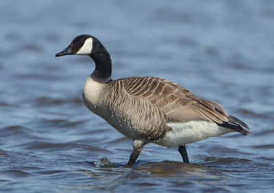 Canada Goose - Branta canadensis (Grote Canadese Gans)