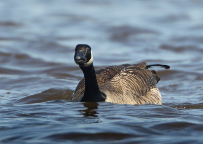 Canada Goose - Branta canadensis (Grote Canadese Gans)
