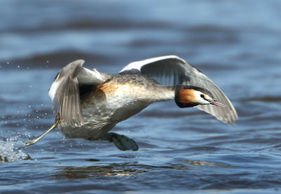 Great Crested Grebe - Podiceps cristatus (Fuut)