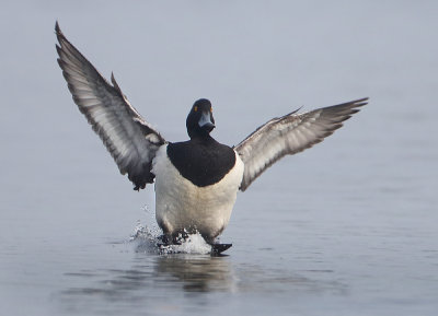 Tufted Duck - Aythya fuligula (Kuifeend)