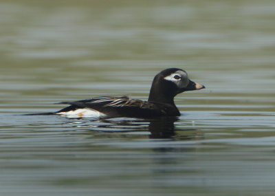 Long-tailed Duck - Clangula hyemalis (IJseend)