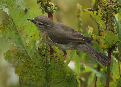Northern Chiffchaff - Phylloscopus collybita (Tjiftjaf)