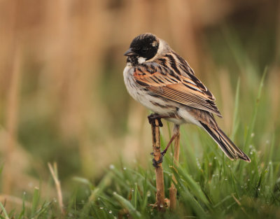 Reed Bunting - Emberiza schoeniclus (Rietgors)