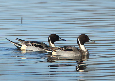 Northern Pintail - Anas acuta (Pijlstaart)