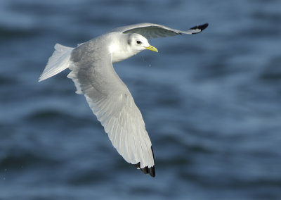 Black-legged Kittiwake - Rissa tridactyla (Drieteenmeeuw)