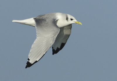 Black-legged Kittiwake - Rissa tridactyla (Drieteenmeeuw)