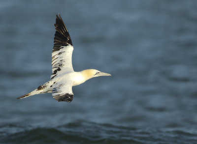 Northern Gannet - Morus bassanus (Jan van Gent)