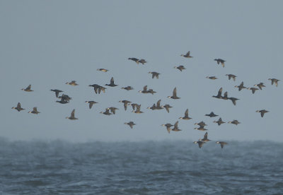 Common Scoter - Melanitta nigra (Zwarte Zee-eend)