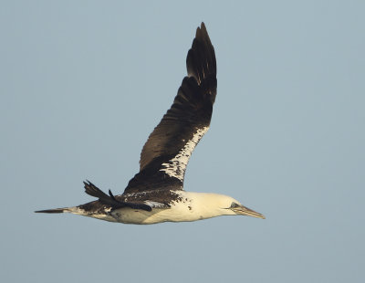 Northern Gannet - Morus bassanus (Jan van Gent)