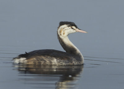 Great Crested Grebe - Podiceps cristatus (Fuut)