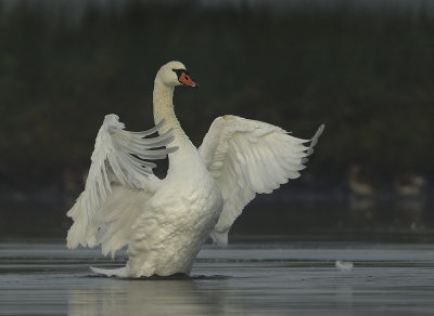 Mute Swan - Cygnus olor (Knobbelzwaan)